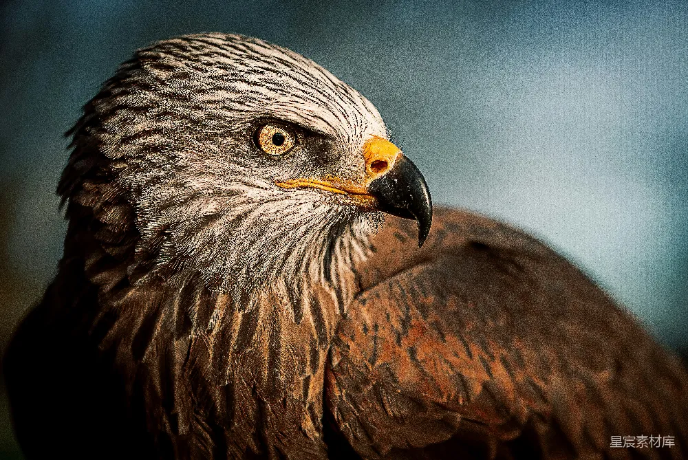 高清摄影 Bald Eagle的近距离拍摄