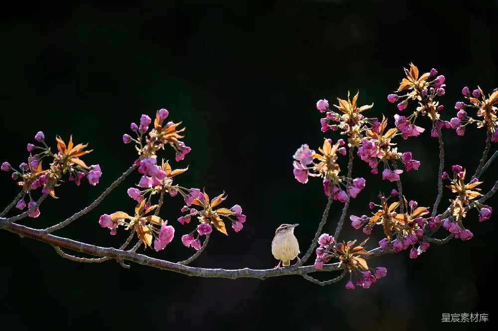 高清摄影 白鸟环绕着紫色花瓣的花朵