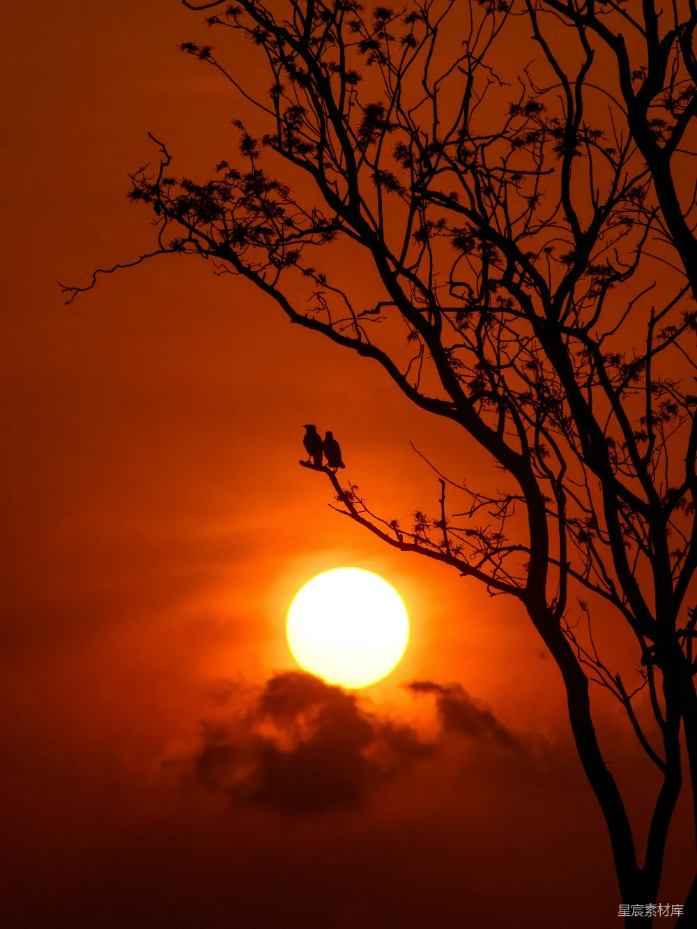 高清摄影 壁纸 自然 傍晚树影下的裸树轮廓