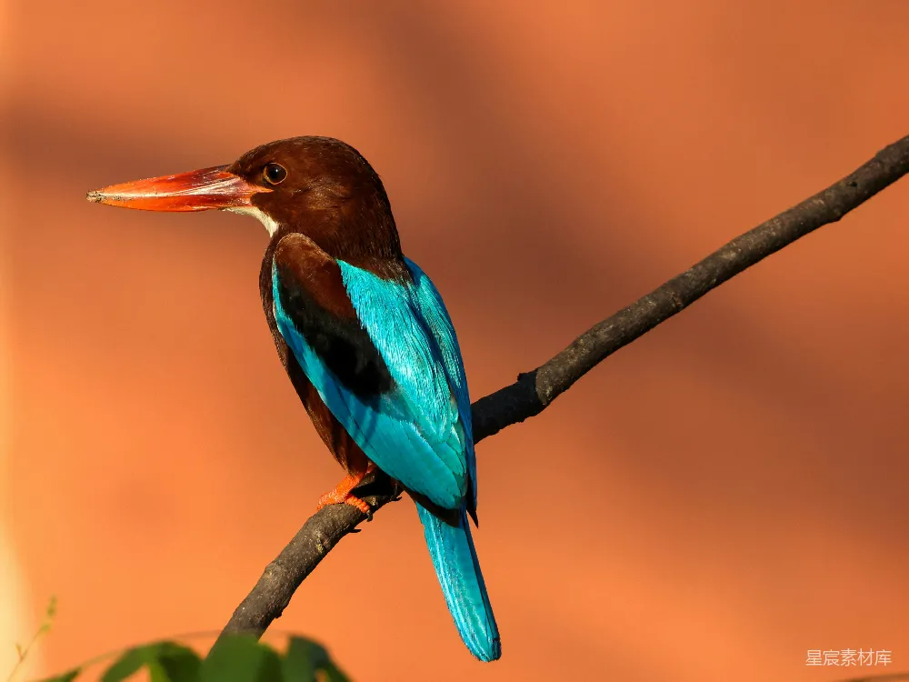 高清摄影  蓝黑色的鸟儿栖息在树枝上