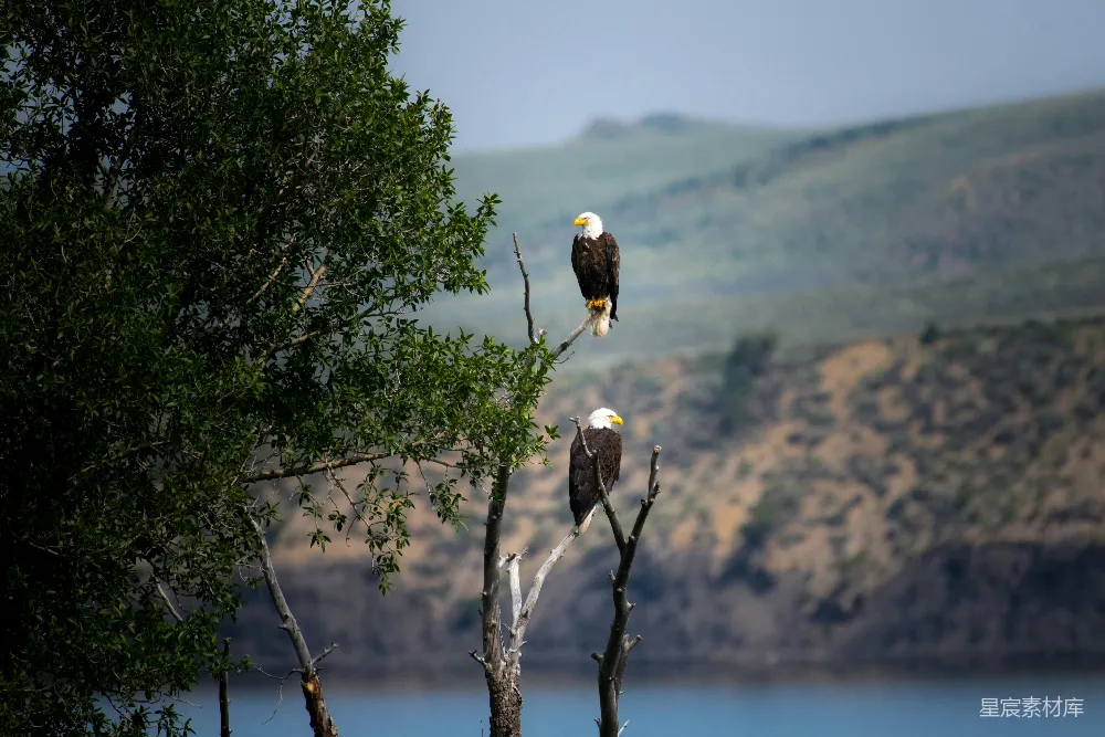 高清摄影 两只 Bald Eagle 坐在灰色的裸树干上，白天时分。