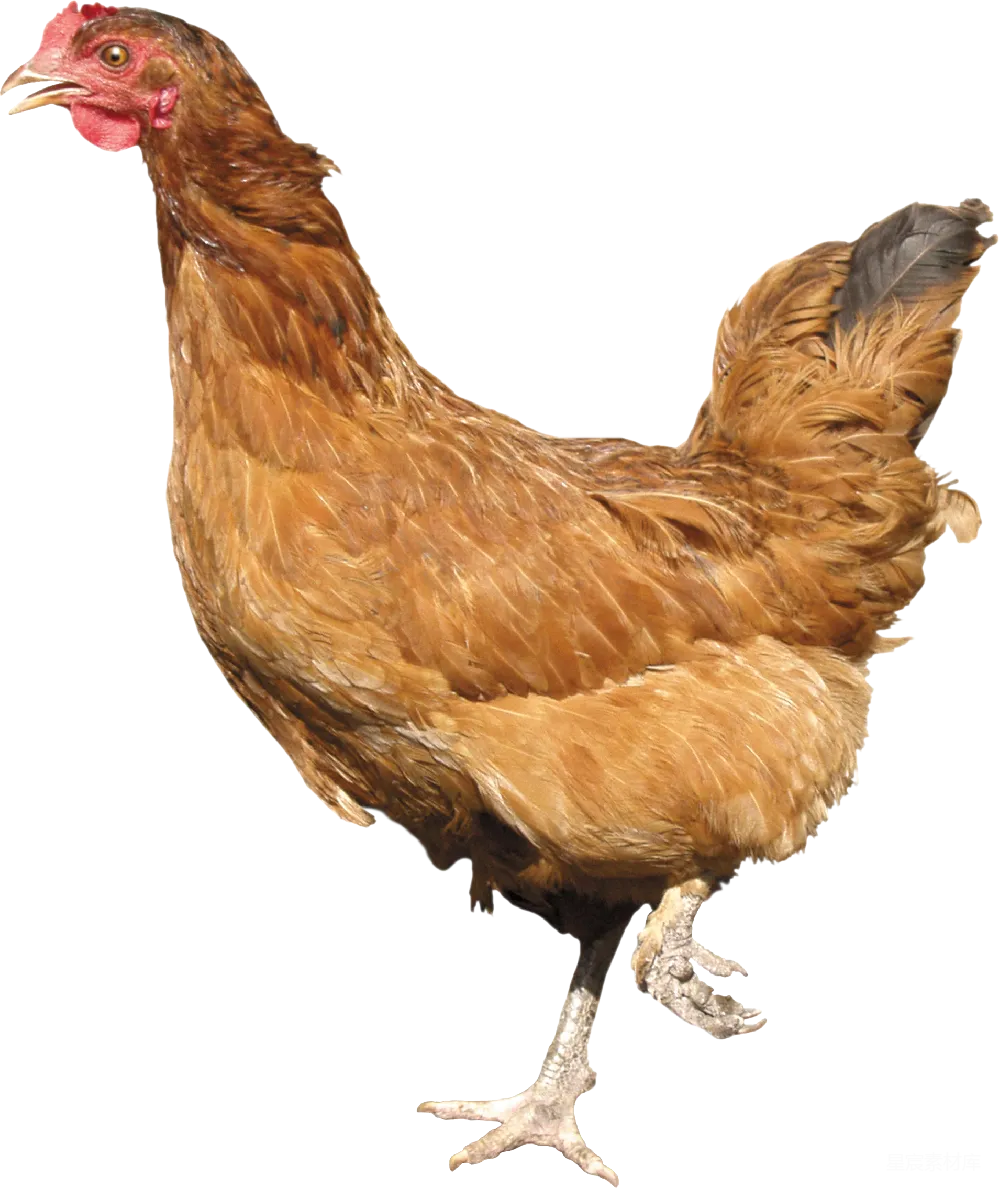 元素素材 元素 鸡肉