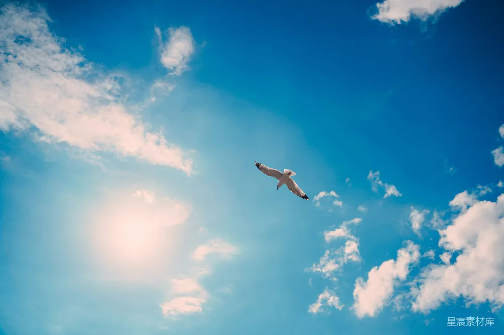 高清摄影 天空中一只高飞的鸟