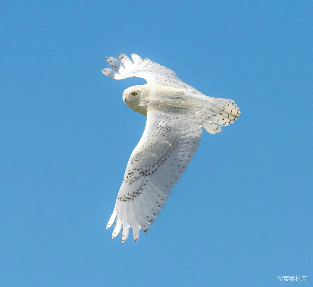 高清摄影 白 owl 飞行的特写照片