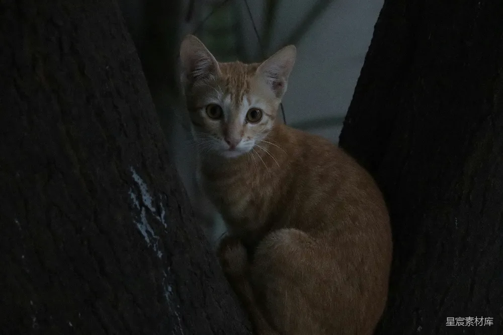 高清摄影 一只猫坐在一棵树上，在黑暗中。