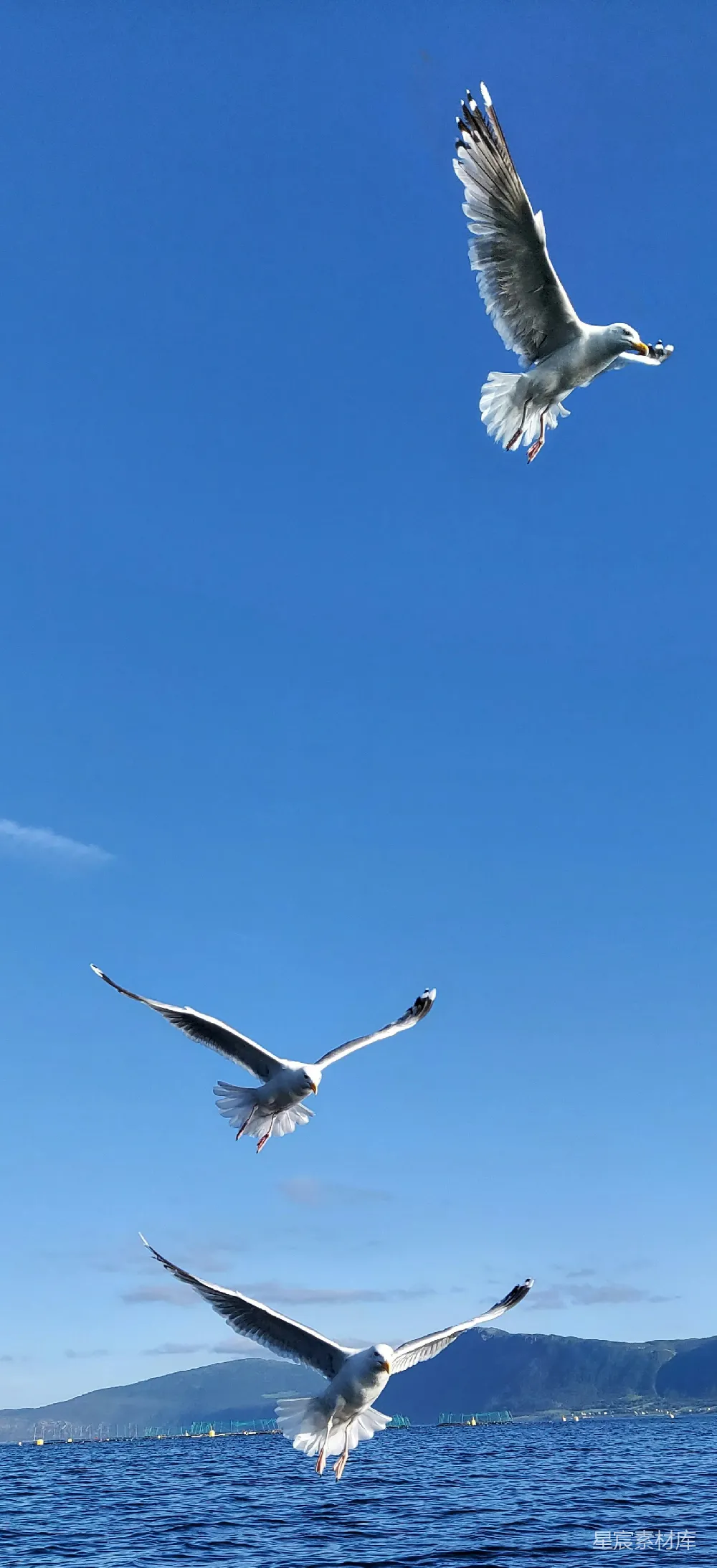高清摄影 几只鸟在一片水域上空飞翔
