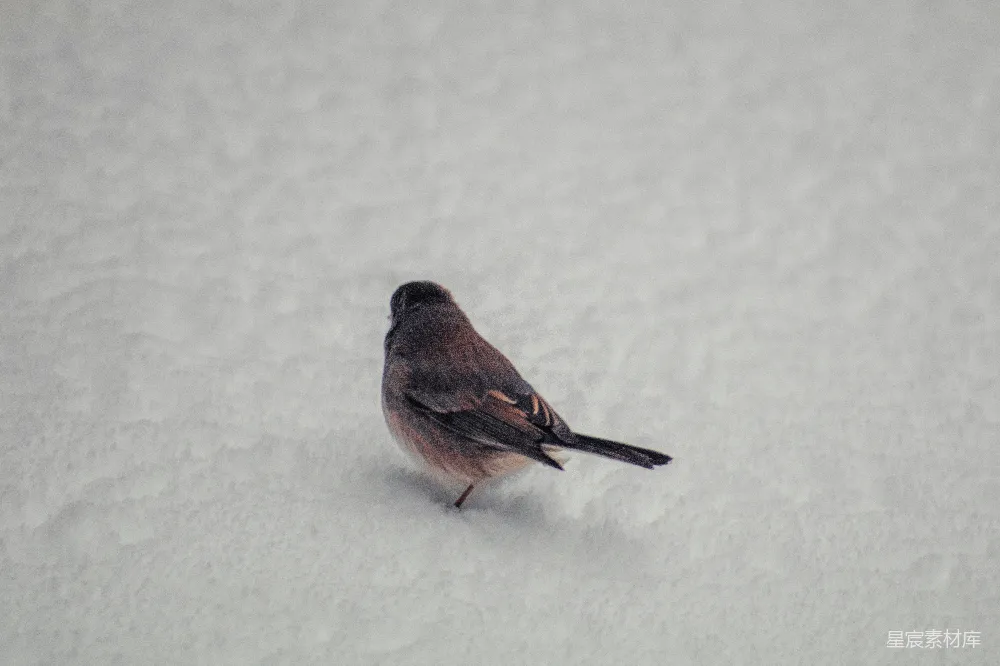 高清摄影 一只小鸟站在雪中。