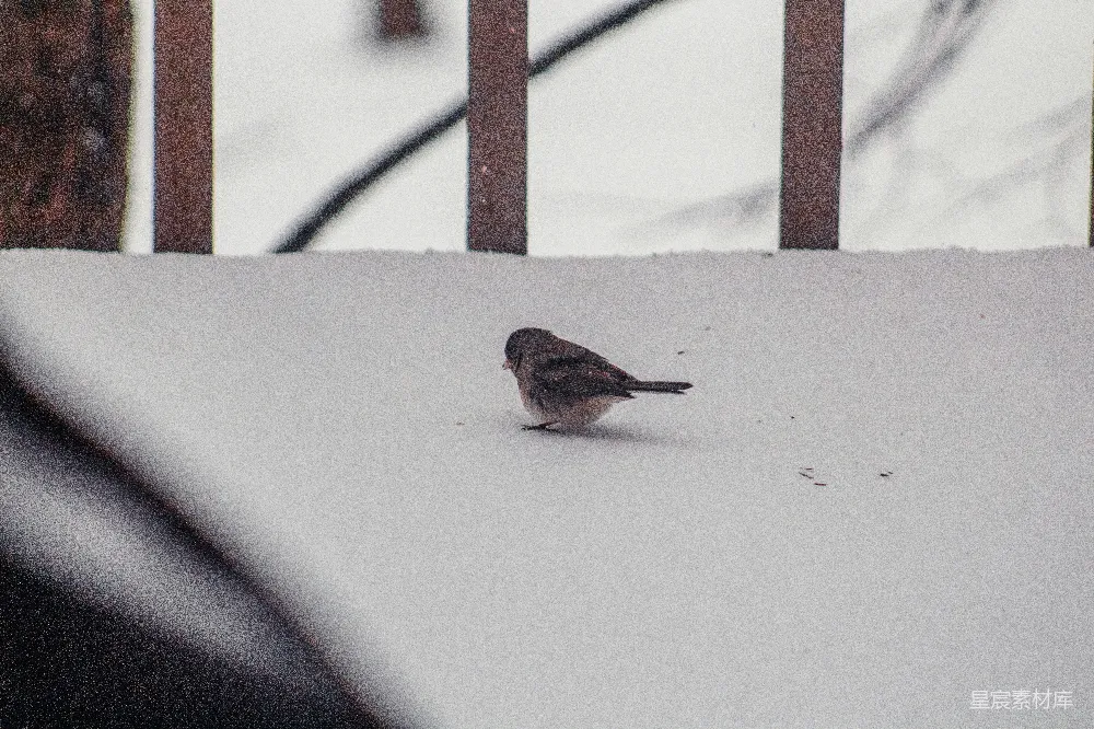 高清摄影 一只小鸟站在覆盖着白雪的地上。