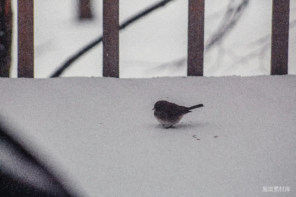 高清摄影 一只小鸟站在覆盖着白雪的地面上。