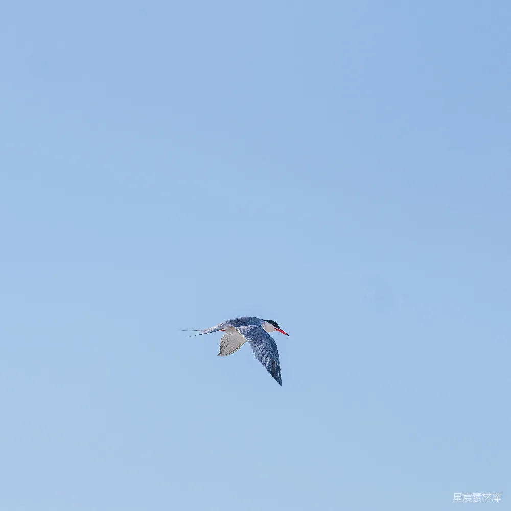 高清摄影 天空中一只鸟在晴朗的日子里飞翔