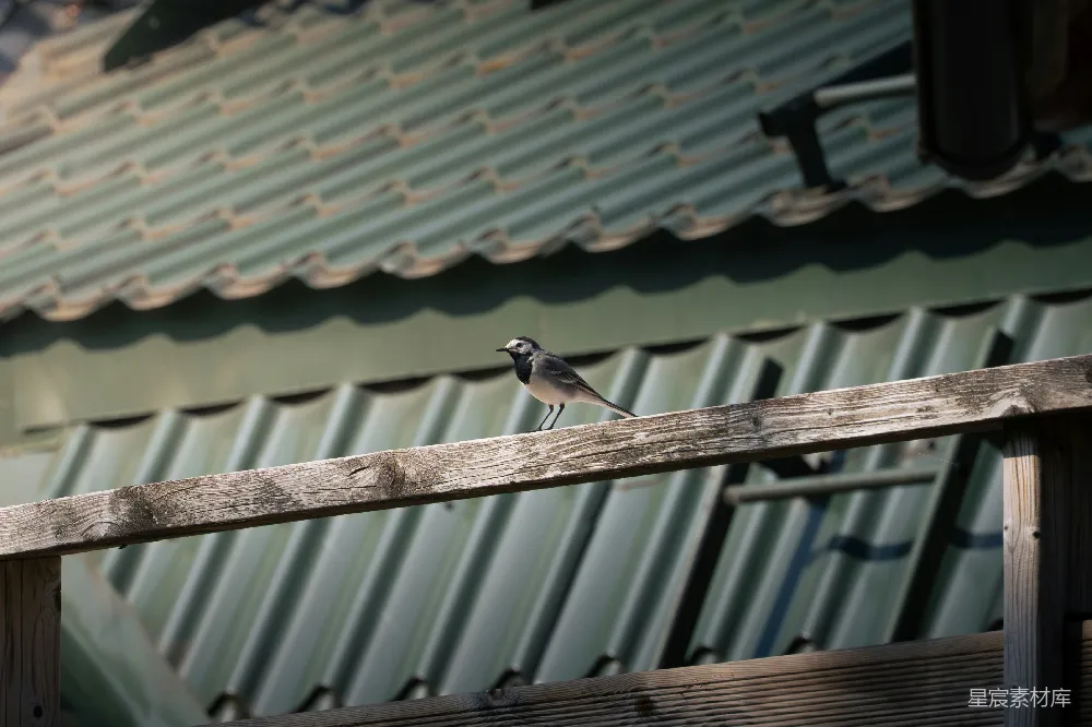 高清摄影 一只小鸟栖息在木栏杆上。