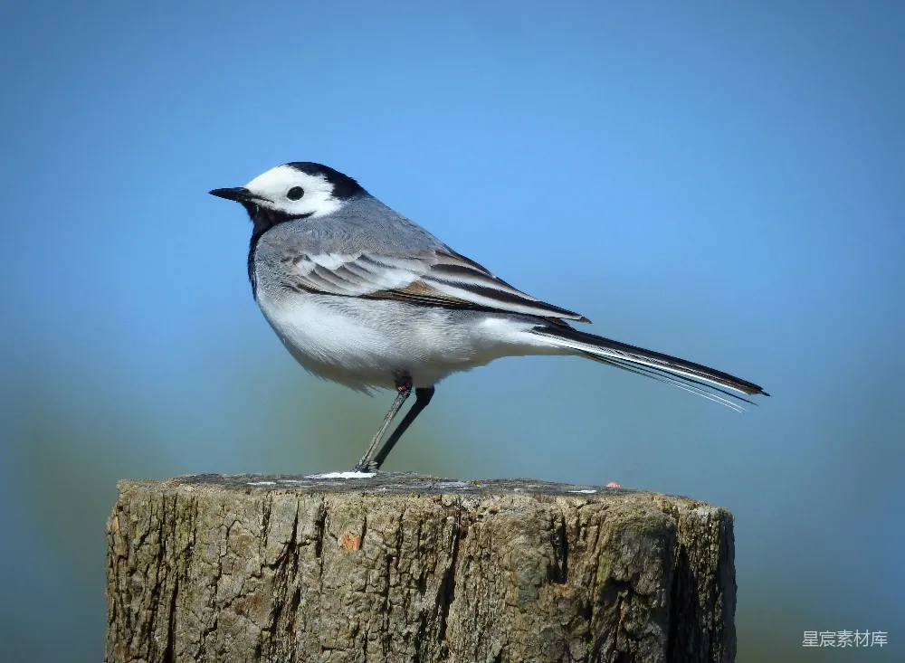高清摄影 一只白 Wagtail 鸟站在木头桩上。