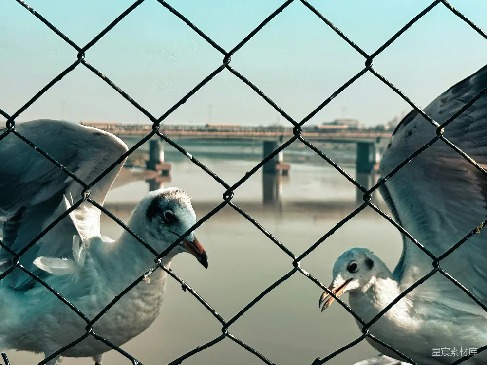 高清摄影 两只海鸥在铁丝围栏后面