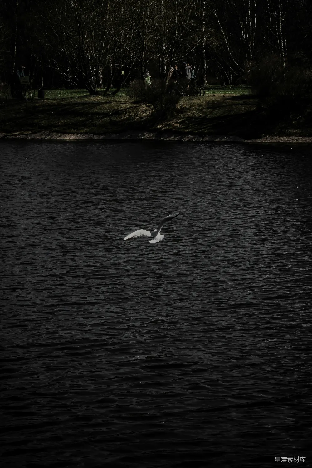 高清摄影 白天白 Swan 在水上的姿态