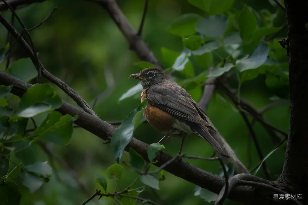 高清摄影 一只鸟坐在树枝上