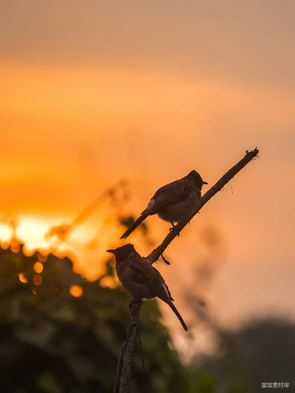 高清摄影 两只鸟坐在一棵树的枝头，在夕阳西下之际
