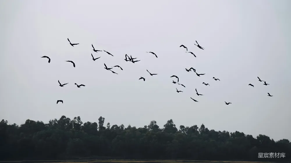 高清摄影 一群鸟在森林上空飞翔