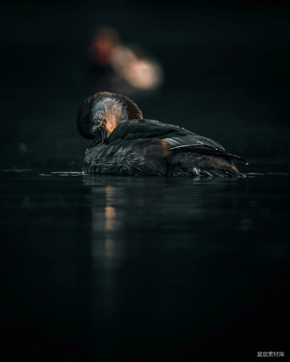 高清摄影 漂浮在水中的鸟