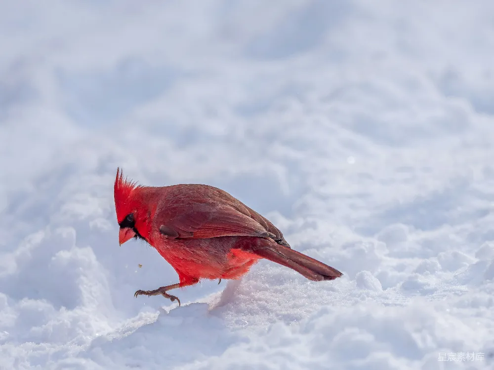 高清摄影 红黑鸟站在覆盖着白雪的地面上