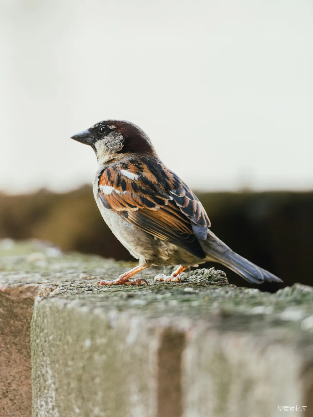 高清摄影 一只家 sparrow 倚在一块有纹理的石墙上歇息。