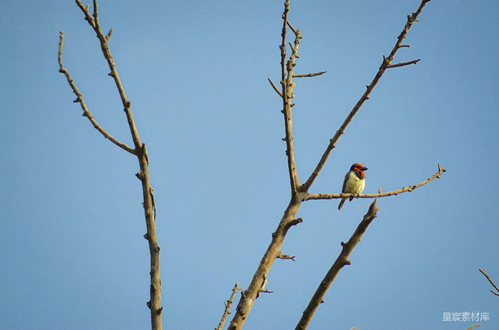高清摄影  一只小鸟栖息在树梢的一根树枝上