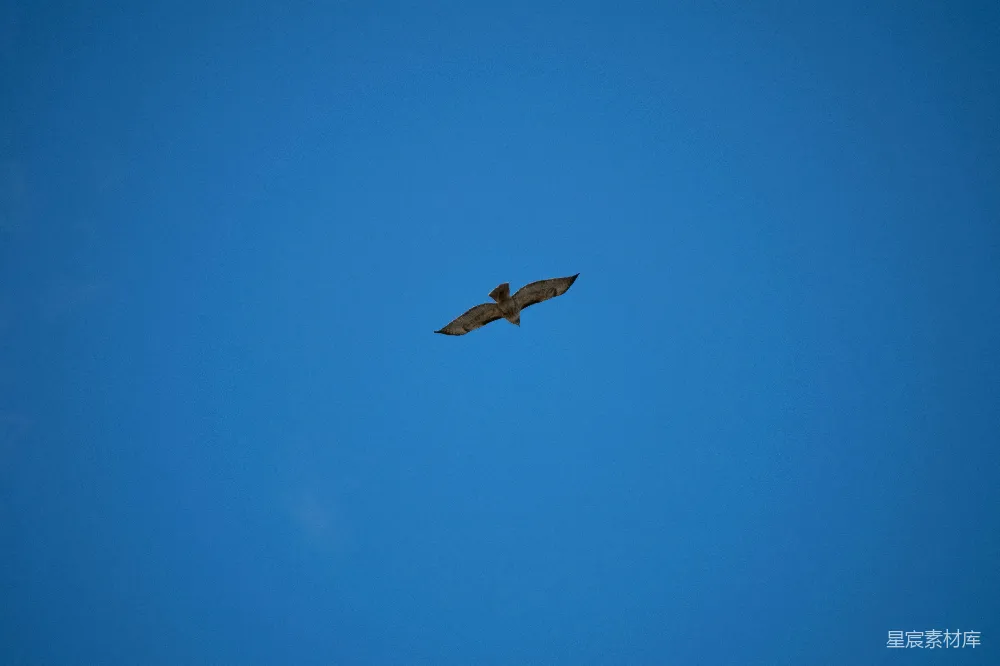 高清摄影 高空飞翔的鸟