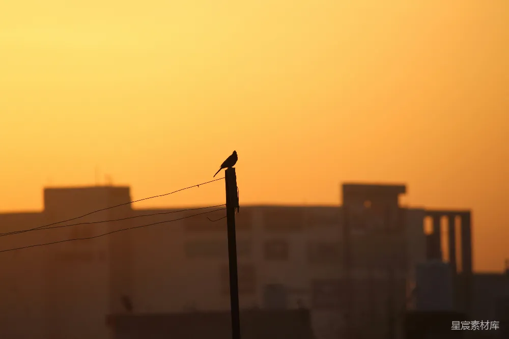 高清摄影 夕阳下街灯的轮廓
