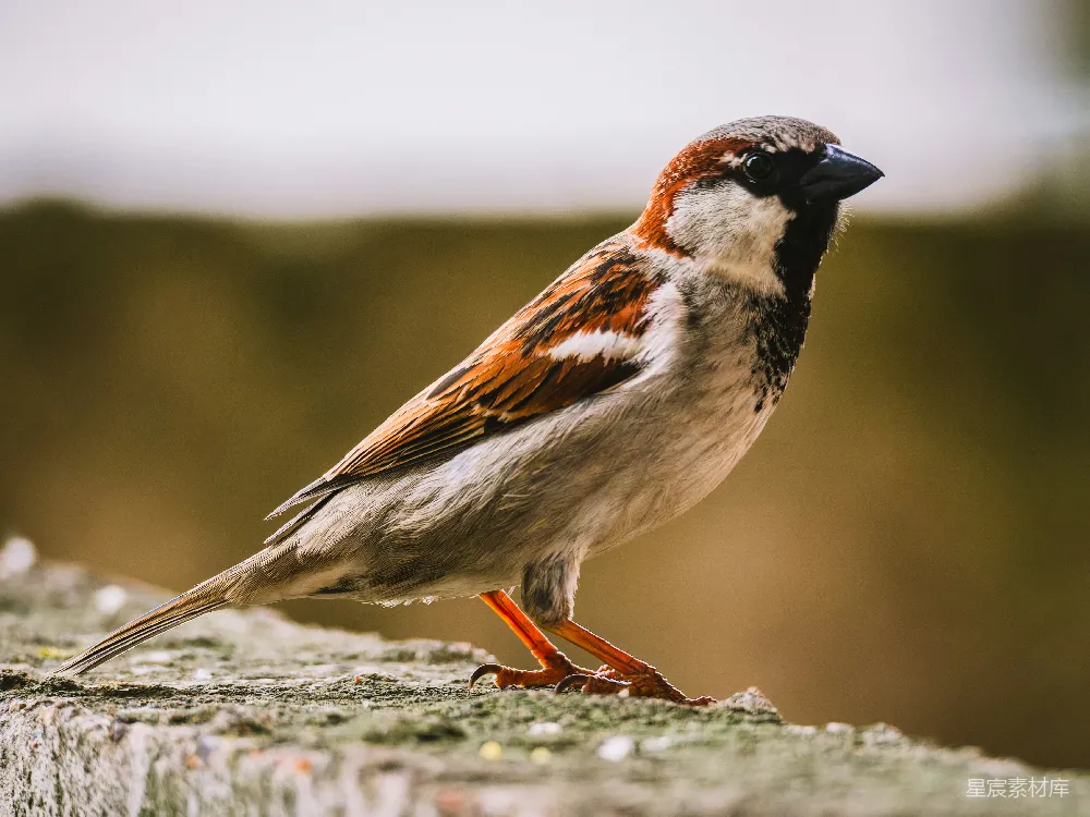 高清摄影 一只家 sparrow 站在一堵石墙上。