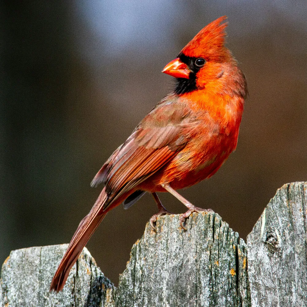 高清摄影 红 Cardinal 鸟停在灰色木制围栏上
