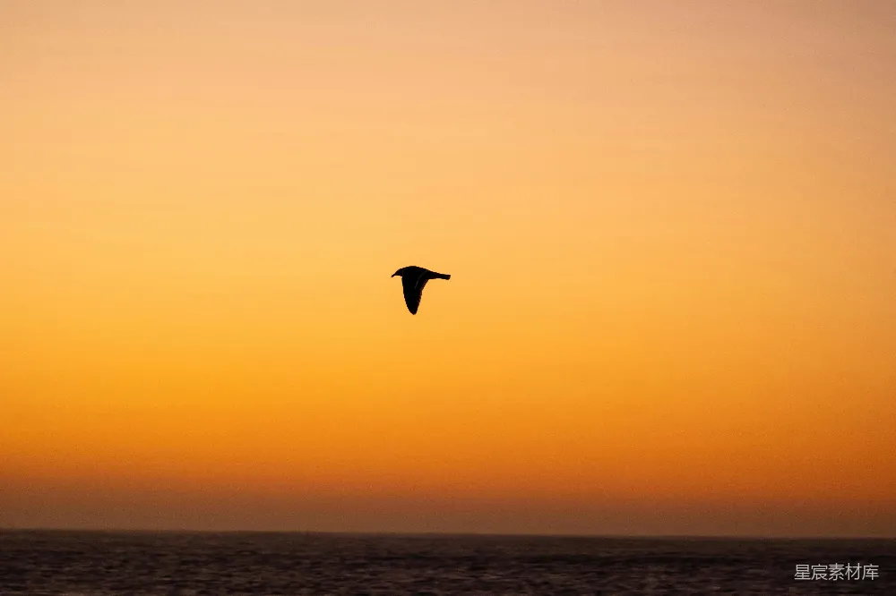 高清摄影 夕阳下海面上飞翔的鸟儿