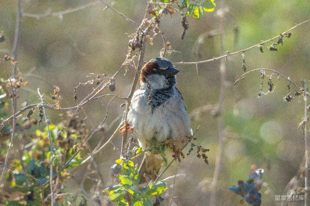 高清摄影 一只 sparrow 倚在一条干枯的树枝上，在自然中。
