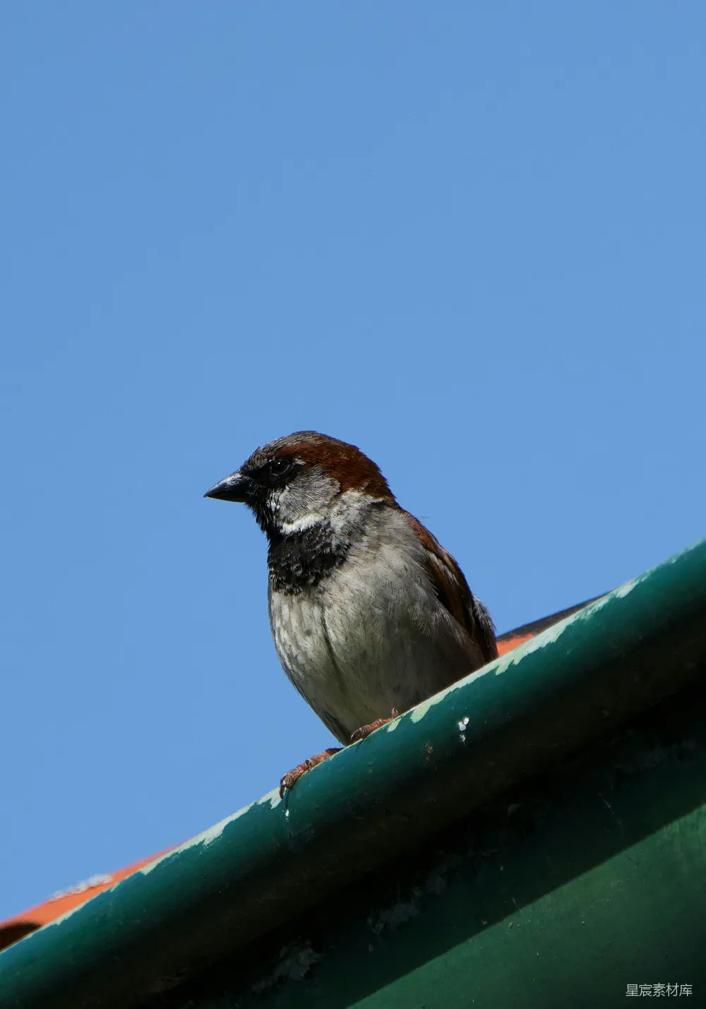 高清摄影 一只家 sparrow 倚靠在绿色屋顶的边缘上。