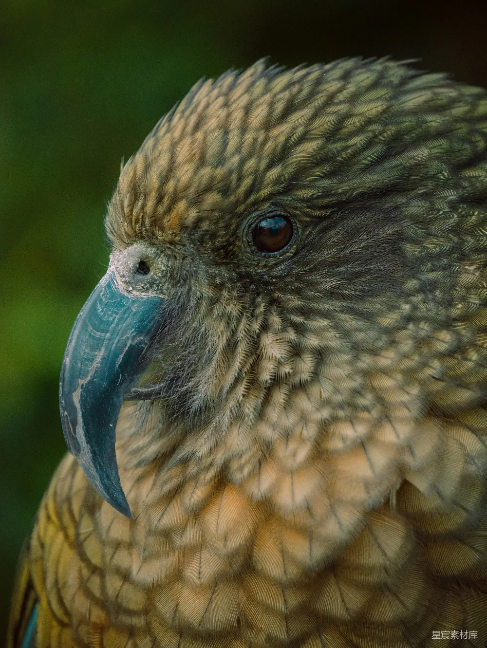 高清摄影 一只 kea 麻雀的特写镜头，羽毛为绿色和棕色。