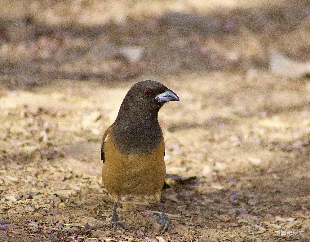 高清摄影 一只棕色和橙色的鸟站在地上。