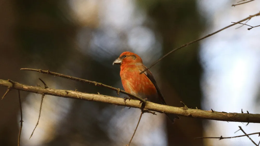 高清摄影 红 cardinal 停在棕树干上