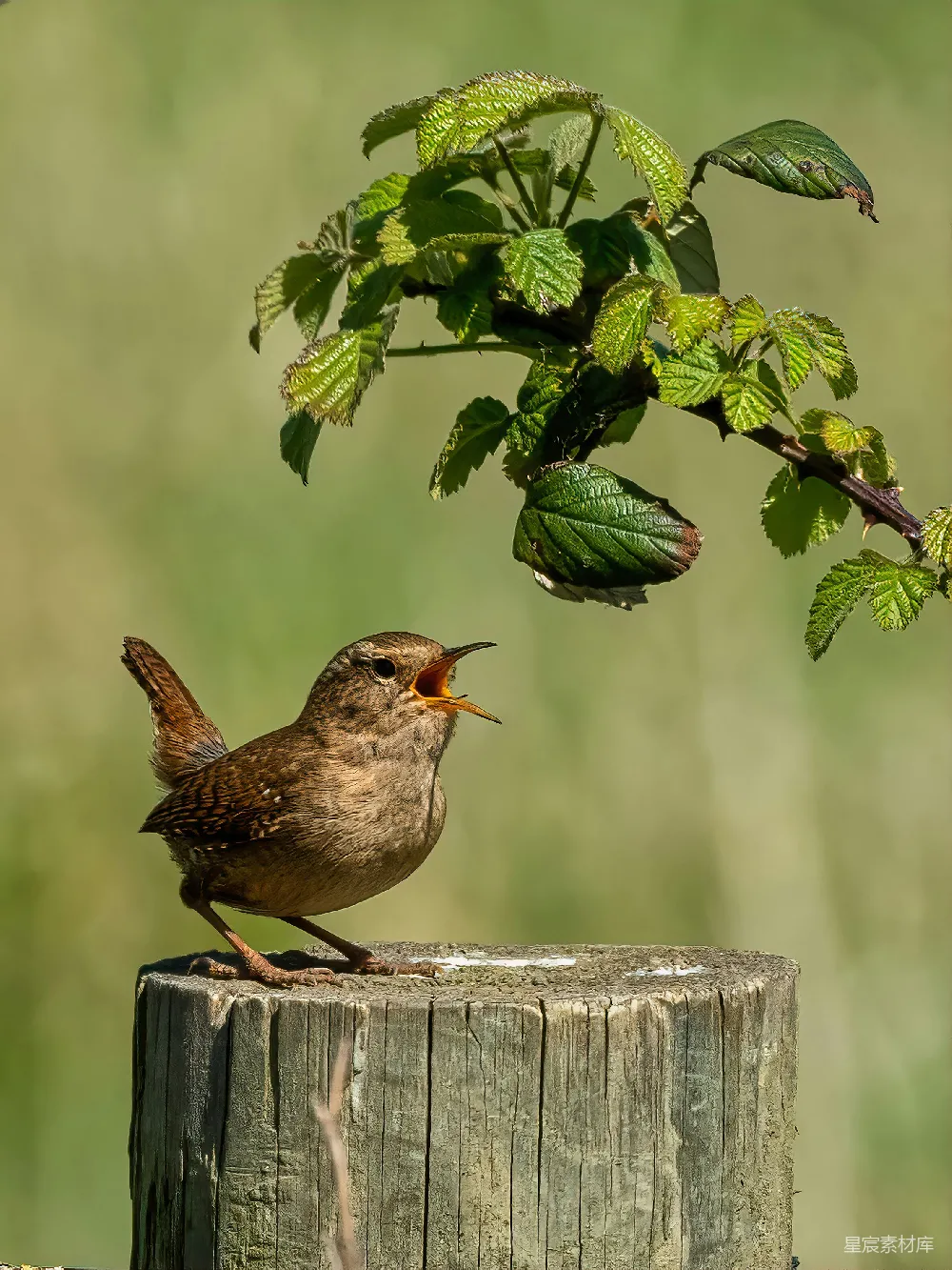 高清摄影 一只小云雀从一根木头桩上鸣叫。