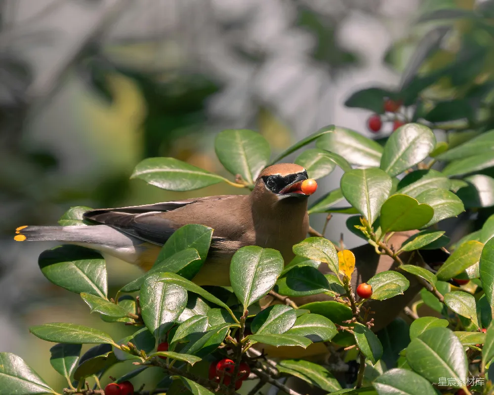 高清摄影 树上一只 Cedar Waxwing 鸟在吃浆果。