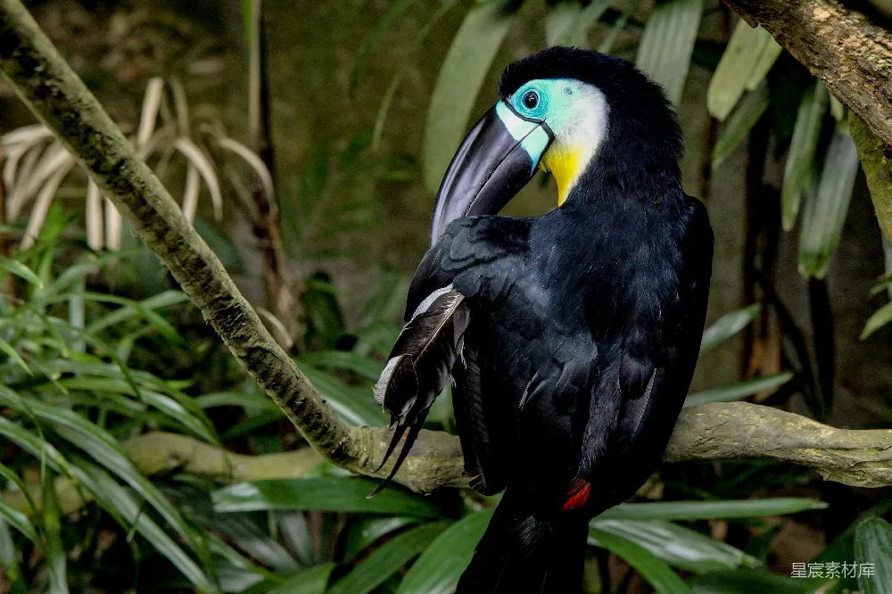 高清摄影 黑 toucan 鸟站在绿色植物旁边