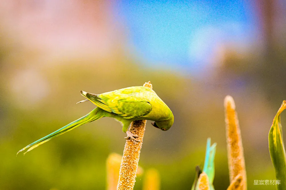 高清摄影 一只绿色的鹦鹉停在一株植物的茎上。