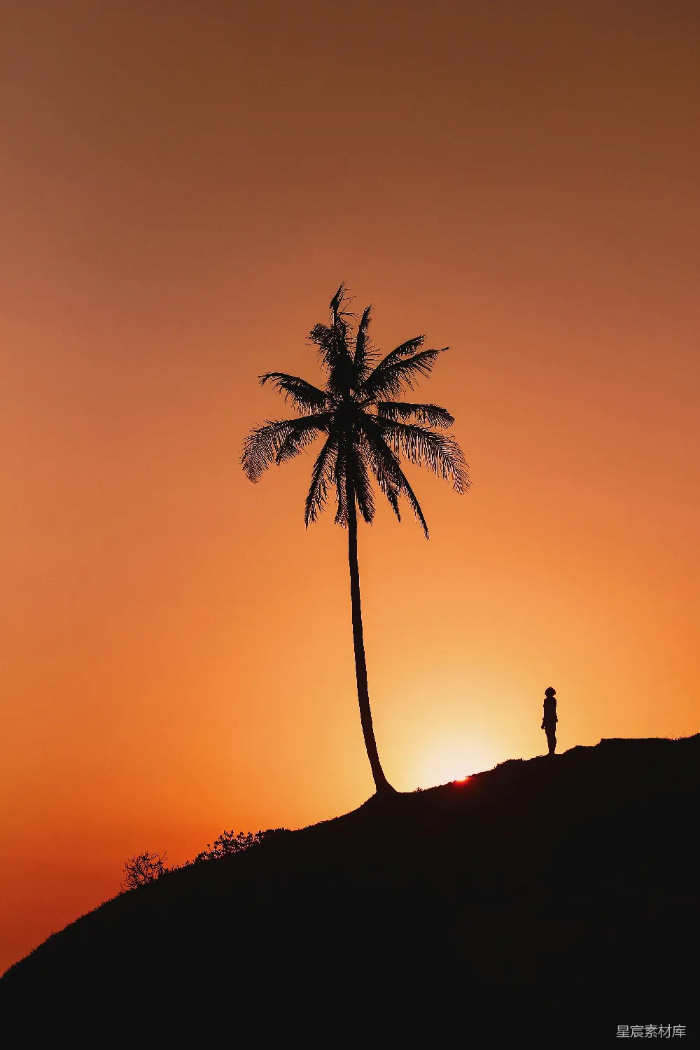 高清摄影 夕阳下站在棕榈树下的一个人