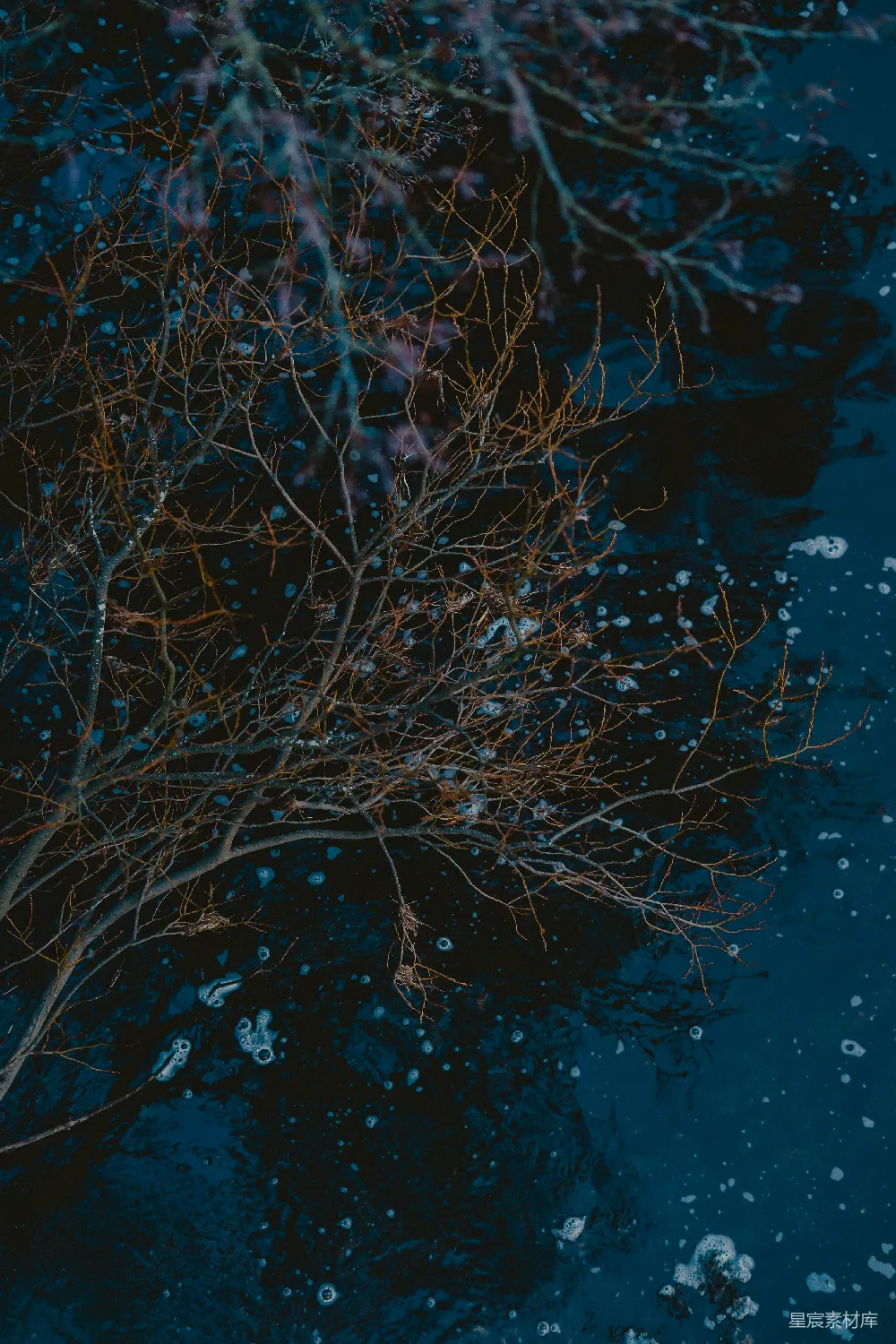 高清摄影 树干伸向水面