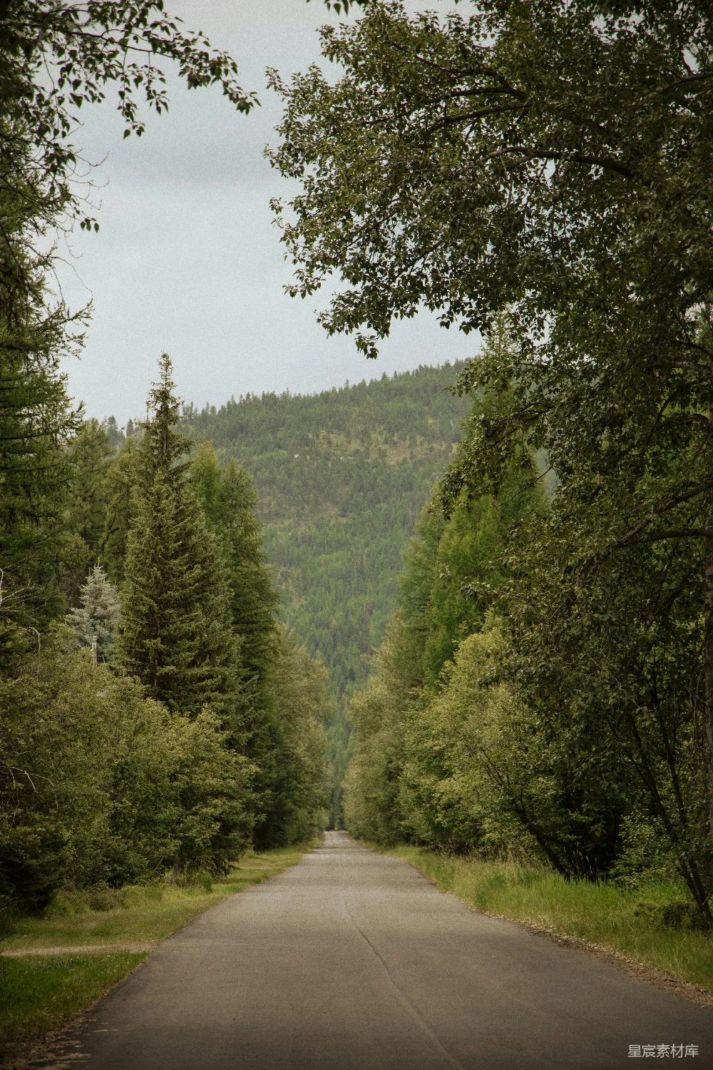 高清摄影 森林中一条空旷的道路