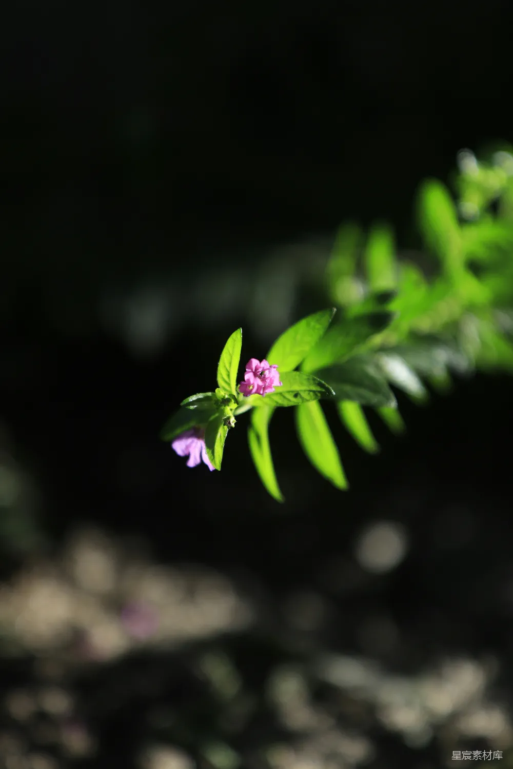 高清摄影  一朵小紫花坐在一片绿叶的顶端
