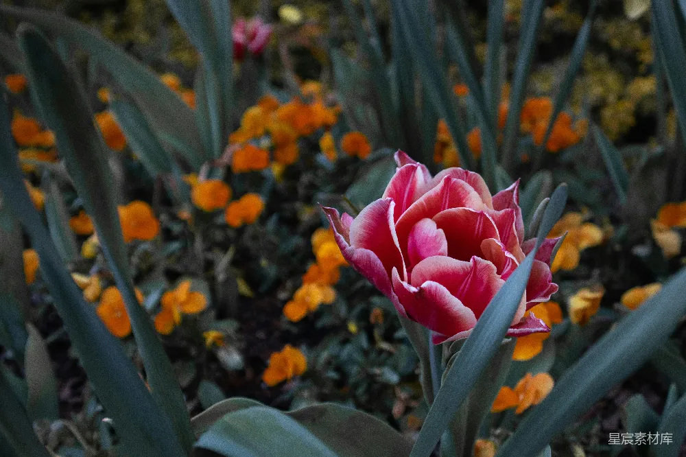 高清摄影 花园里的紫花