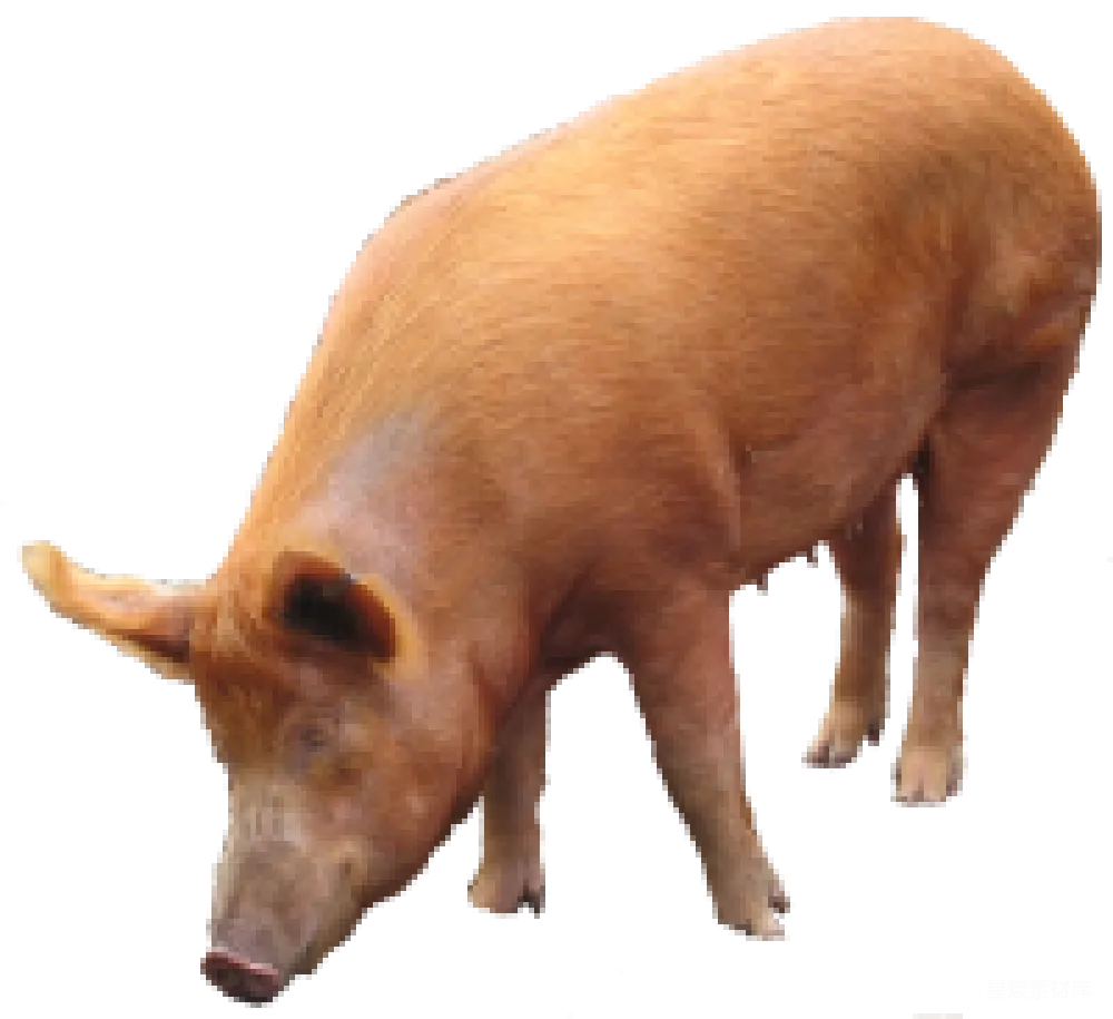 元素素材 猪
