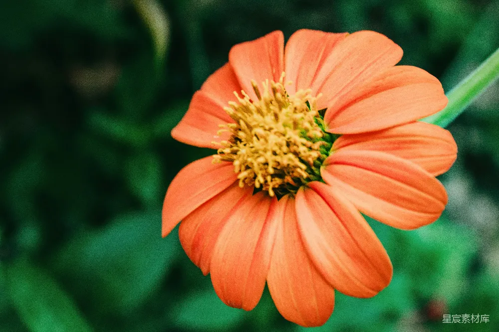 橙色背景上的橘子花