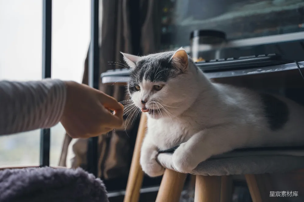 高清摄影  一个手持猫咪的人