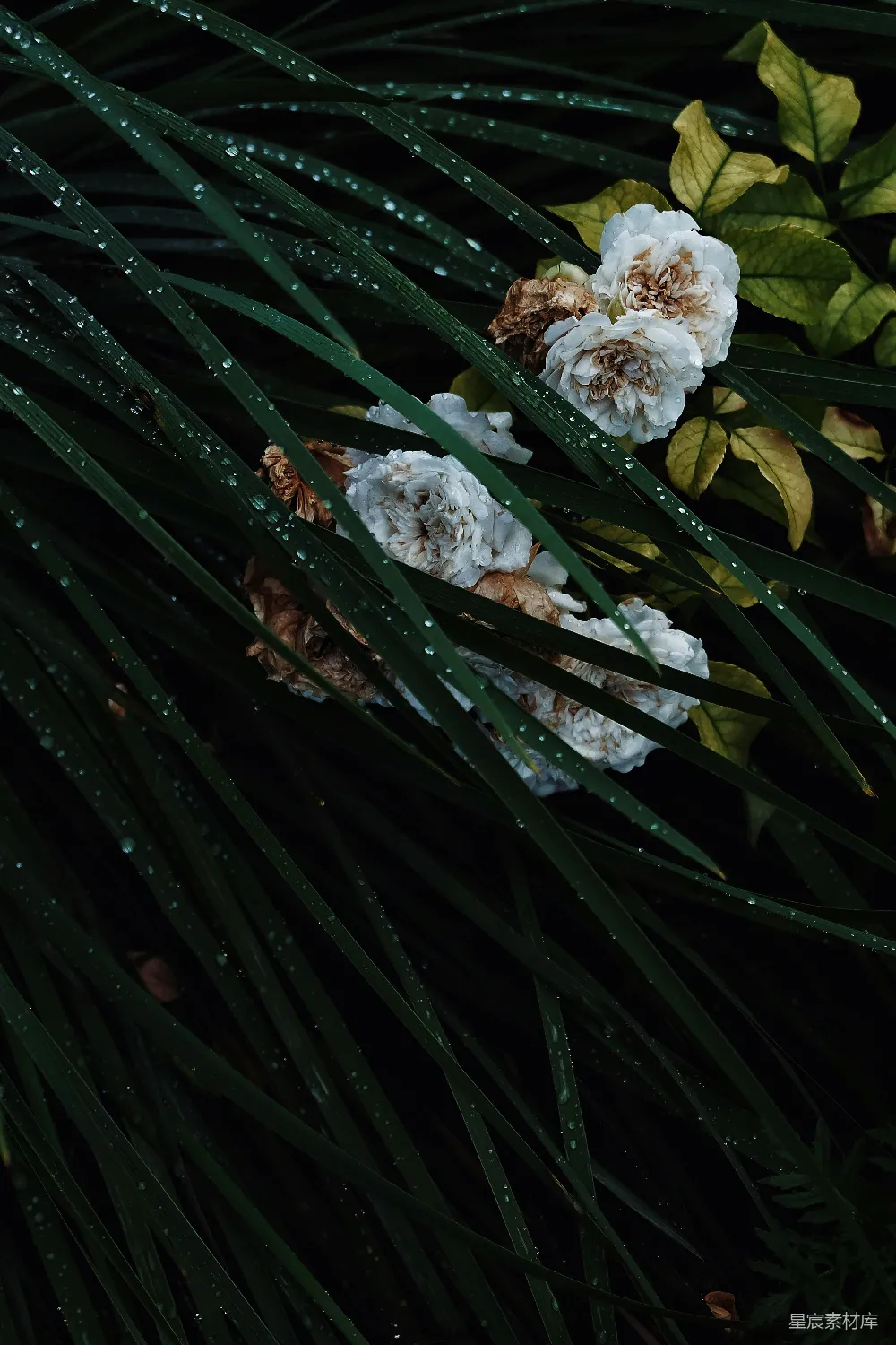 高清摄影  绿叶白花