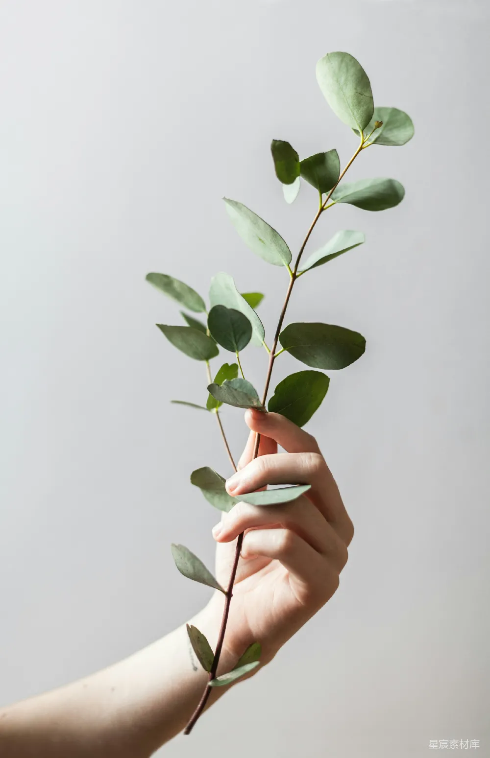 高清摄影 手持叶植物的人