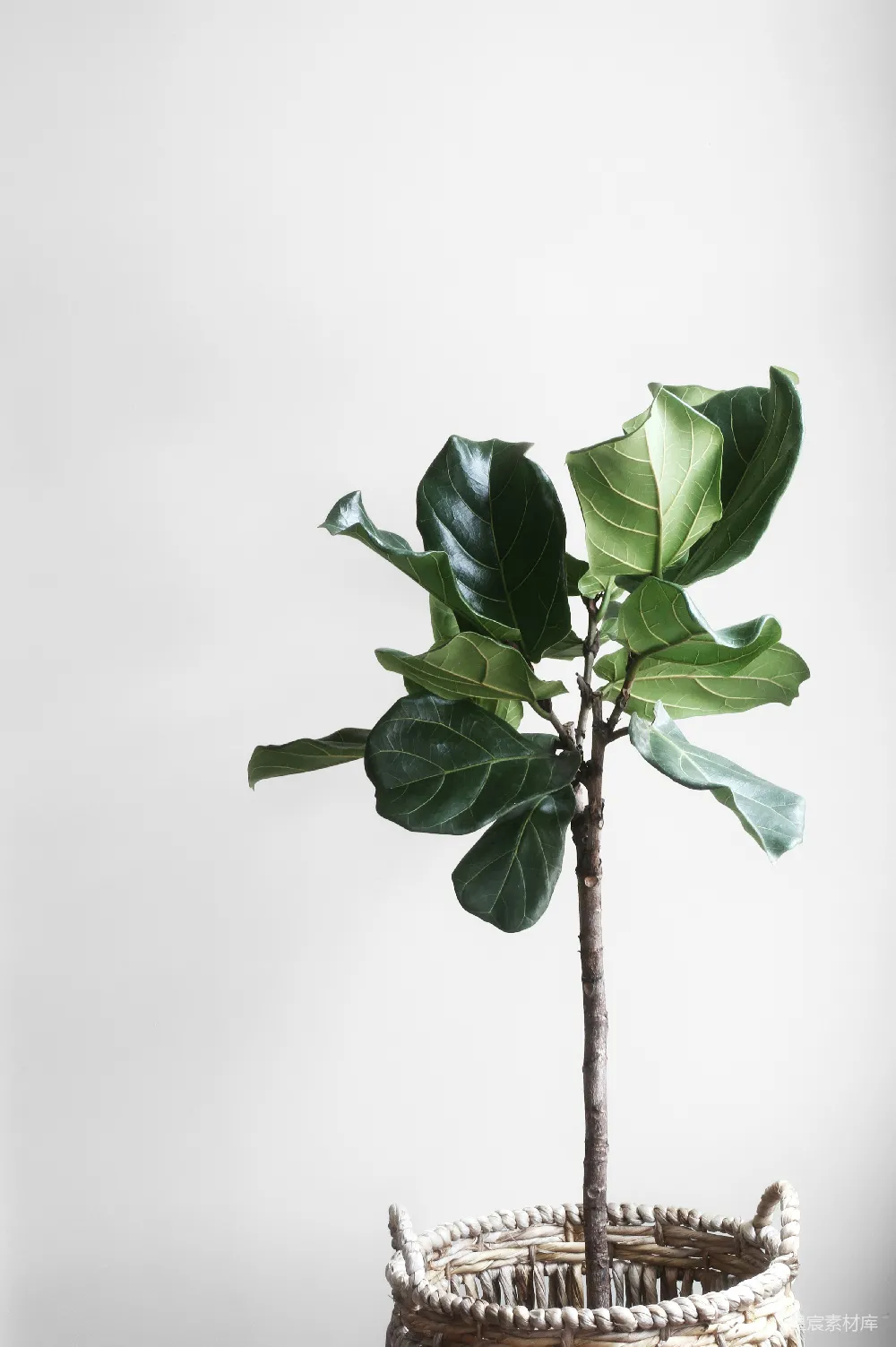 高清摄影  花盆中的绿植旁边